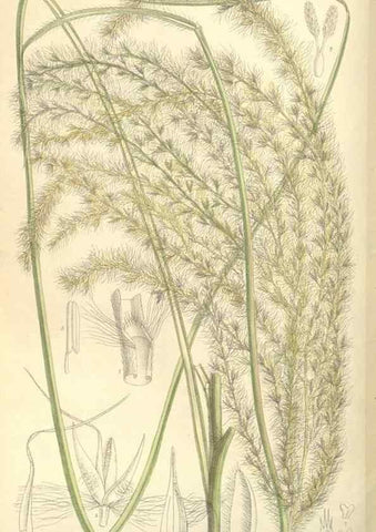 Reproducción/Reproduction 35271473732: Curtis's botanical magazine.. London ; New York [etc.] :Academic Press [etc.]