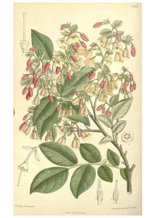Reproducción/Reproduction 35271476732: Curtis's botanical magazine.. London ; New York [etc.] :Academic Press [etc.]
