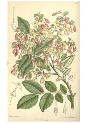 Reproducción/Reproduction 35271476732: Curtis's botanical magazine.. London ; New York [etc.] :Academic Press [etc.]