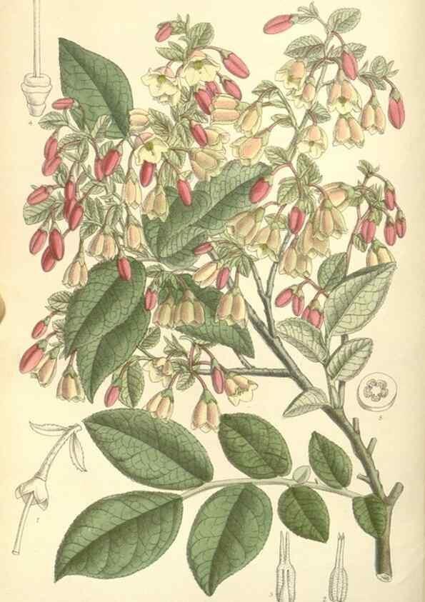 Reproducción/Reproduction 35271476732: Curtis's botanical magazine.. London ; New York [etc.] :Academic Press [etc.]