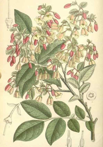 Reproducción/Reproduction 35271476732: Curtis's botanical magazine.. London ; New York [etc.] :Academic Press [etc.]