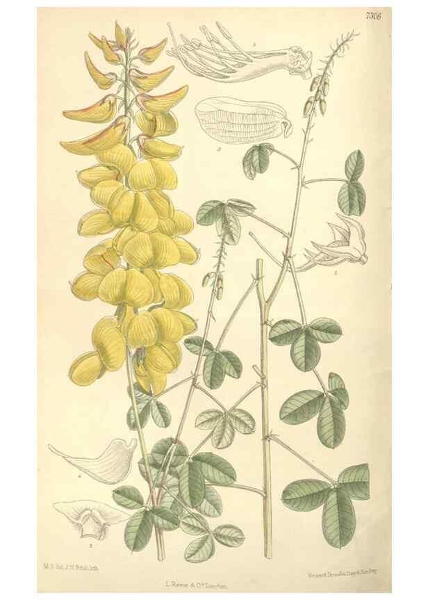 Reproducción/Reproduction 35271479802: Curtis's botanical magazine.. London ; New York [etc.] :Academic Press [etc.]