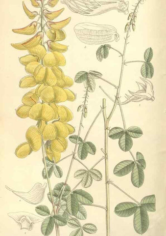 Reproducción/Reproduction 35271479802: Curtis's botanical magazine.. London ; New York [etc.] :Academic Press [etc.]