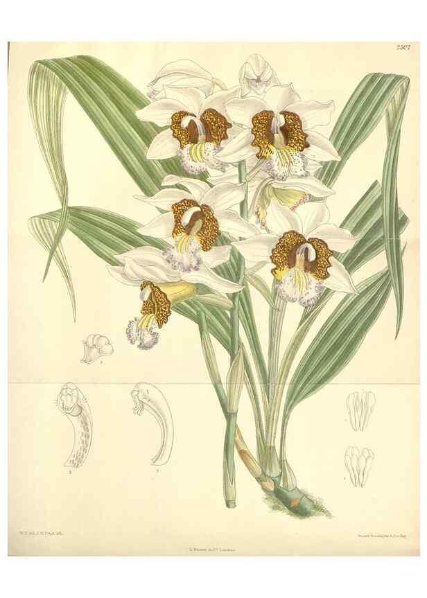 Reproducción/Reproduction 35271482312: Curtis's botanical magazine.. London ; New York [etc.] :Academic Press [etc.]