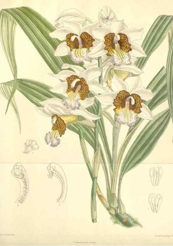 Reproducción/Reproduction 35271482312: Curtis's botanical magazine.. London ; New York [etc.] :Academic Press [etc.]