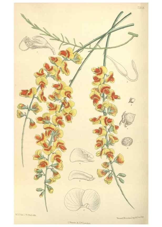 Reproducción/Reproduction 34596257034: Curtis's botanical magazine.. London ; New York [etc.] :Academic Press [etc.]
