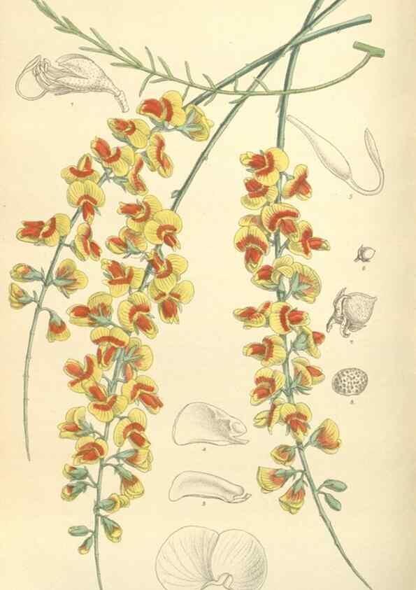 Reproducción/Reproduction 34596257034: Curtis's botanical magazine.. London ; New York [etc.] :Academic Press [etc.]