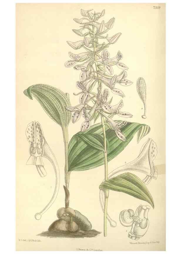 Reproducción/Reproduction 35438081145: Curtis's botanical magazine.. London ; New York [etc.] :Academic Press [etc.]