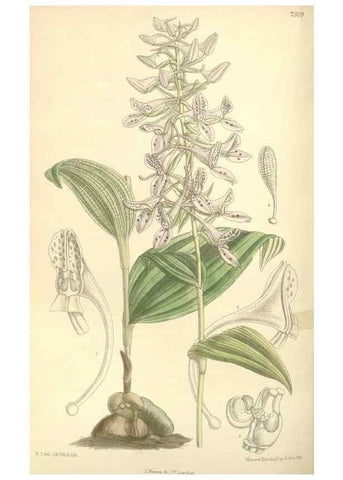 Reproducción/Reproduction 35438081145: Curtis's botanical magazine.. London ; New York [etc.] :Academic Press [etc.]