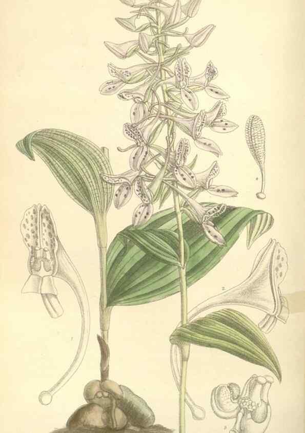 Reproducción/Reproduction 35438081145: Curtis's botanical magazine.. London ; New York [etc.] :Academic Press [etc.]