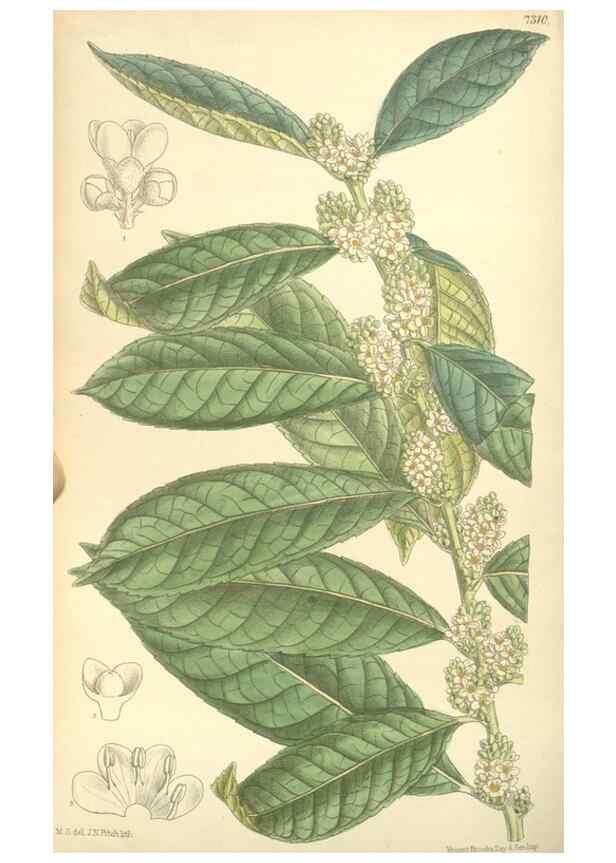 Reproducción/Reproduction 35308435411: Curtis's botanical magazine.. London ; New York [etc.] :Academic Press [etc.]