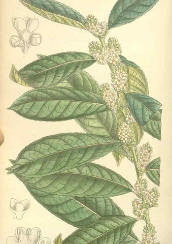 Reproducción/Reproduction 35308435411: Curtis's botanical magazine.. London ; New York [etc.] :Academic Press [etc.]