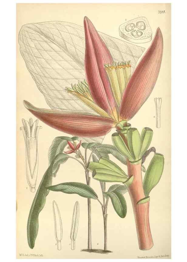Reproducción/Reproduction 35308437431: Curtis's botanical magazine.. London ; New York [etc.] :Academic Press [etc.]