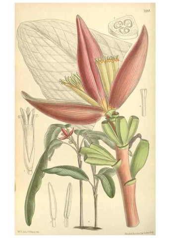Reproducción/Reproduction 35308437431: Curtis's botanical magazine.. London ; New York [etc.] :Academic Press [etc.]