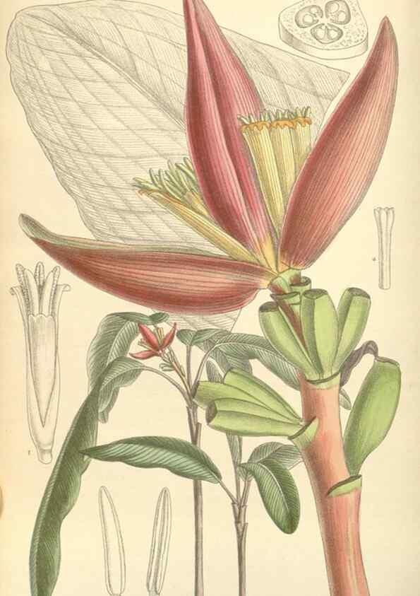 Reproducción/Reproduction 35308437431: Curtis's botanical magazine.. London ; New York [etc.] :Academic Press [etc.]