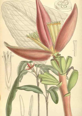 Reproducción/Reproduction 35308437431: Curtis's botanical magazine.. London ; New York [etc.] :Academic Press [etc.]
