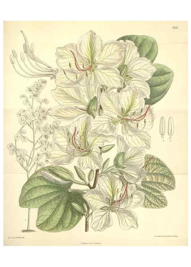 Reproducción/Reproduction 34628186393: Curtis's botanical magazine.. London ; New York [etc.] :Academic Press [etc.]