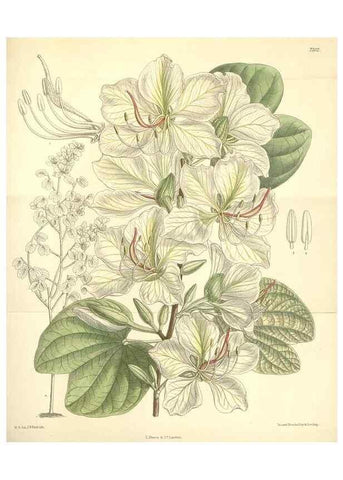 Reproducción/Reproduction 34628186393: Curtis's botanical magazine.. London ; New York [etc.] :Academic Press [etc.]