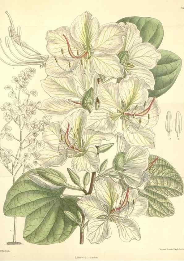 Reproducción/Reproduction 34628186393: Curtis's botanical magazine.. London ; New York [etc.] :Academic Press [etc.]