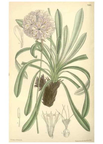 Reproducción/Reproduction 35308441001: Curtis's botanical magazine.. London ; New York [etc.] :Academic Press [etc.]