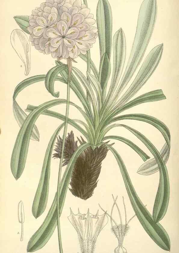 Reproducción/Reproduction 35308441001: Curtis's botanical magazine.. London ; New York [etc.] :Academic Press [etc.]