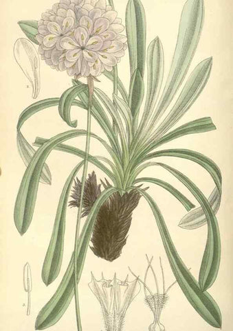 Reproducción/Reproduction 35308441001: Curtis's botanical magazine.. London ; New York [etc.] :Academic Press [etc.]