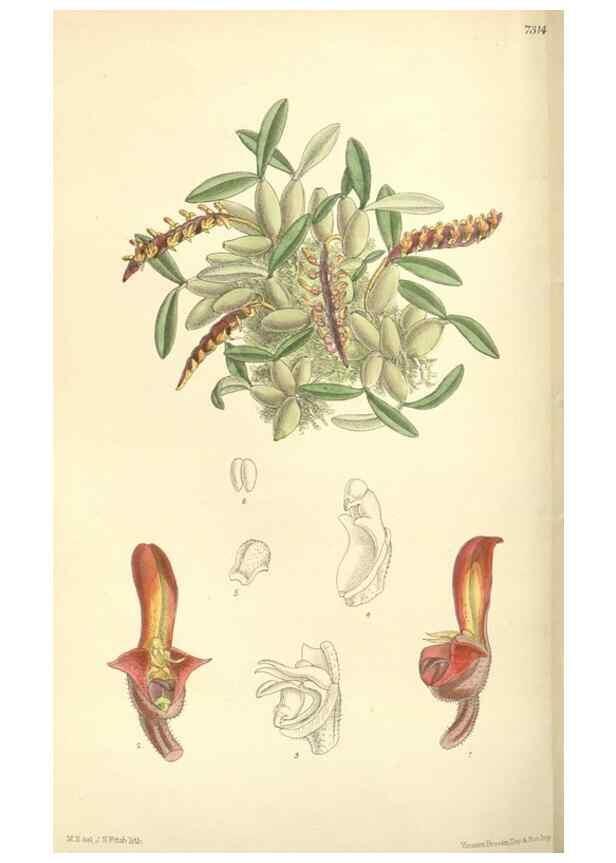 Reproducción/Reproduction 35438094205: Curtis's botanical magazine.. London ; New York [etc.] :Academic Press [etc.]