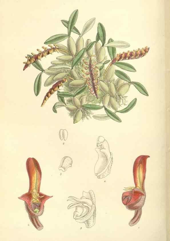 Reproducción/Reproduction 35438094205: Curtis's botanical magazine.. London ; New York [etc.] :Academic Press [etc.]