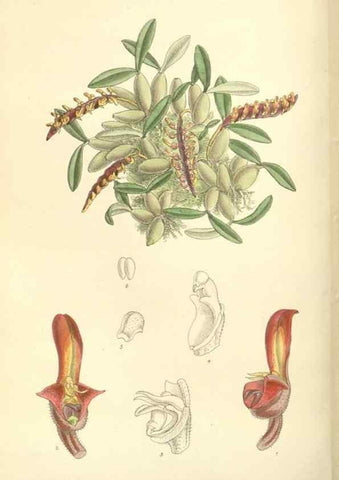 Reproducción/Reproduction 35438094205: Curtis's botanical magazine.. London ; New York [etc.] :Academic Press [etc.]