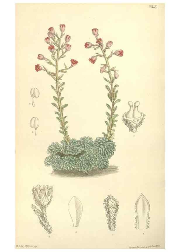 Reproducción/Reproduction 34628193053: Curtis's botanical magazine.. London ; New York [etc.] :Academic Press [etc.]