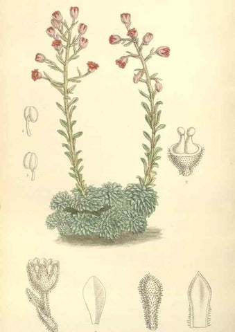 Reproducción/Reproduction 34628193053: Curtis's botanical magazine.. London ; New York [etc.] :Academic Press [etc.]