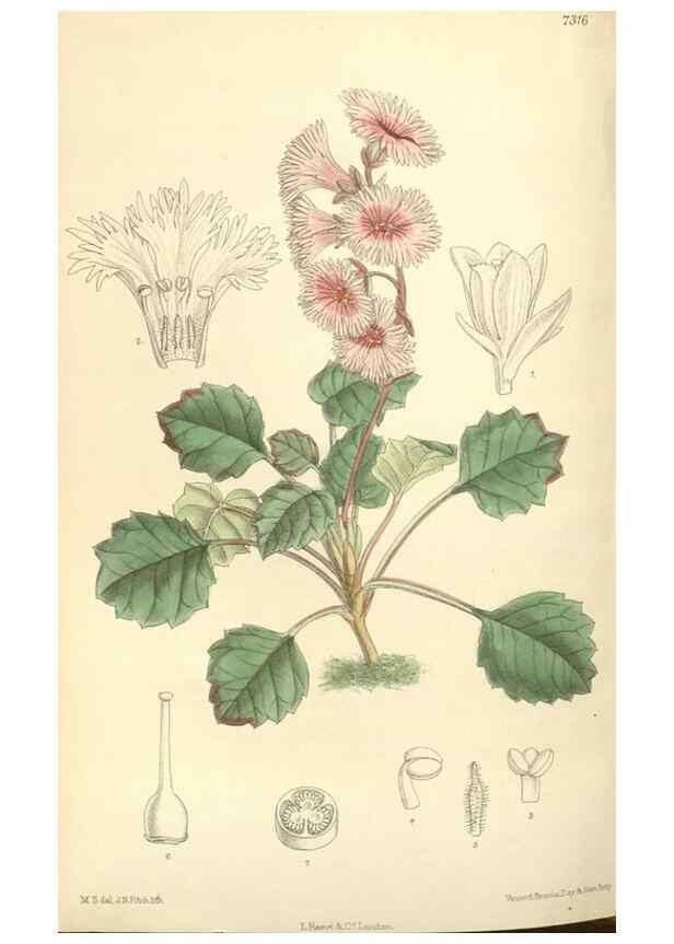 Reproducción/Reproduction 35438098475: Curtis's botanical magazine.. London ; New York [etc.] :Academic Press [etc.]