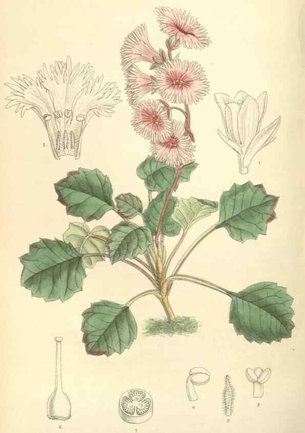 Reproducción/Reproduction 35438098475: Curtis's botanical magazine.. London ; New York [etc.] :Academic Press [etc.]
