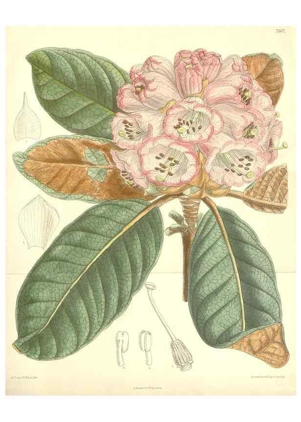 Reproducción/Reproduction 35308449131: Curtis's botanical magazine.. London ; New York [etc.] :Academic Press [etc.]