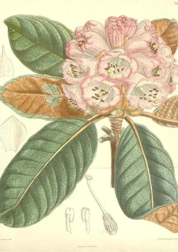 Reproducción/Reproduction 35308449131: Curtis's botanical magazine.. London ; New York [etc.] :Academic Press [etc.]