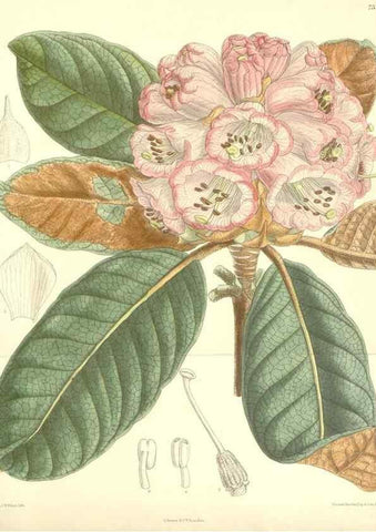 Reproducción/Reproduction 35308449131: Curtis's botanical magazine.. London ; New York [etc.] :Academic Press [etc.]