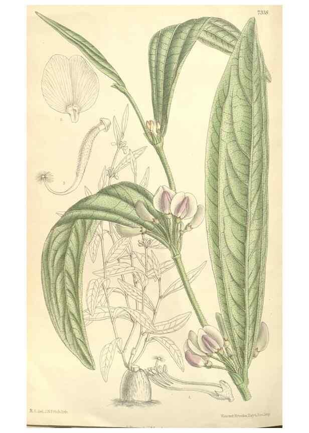 Reproducción/Reproduction 35051044000: Curtis's botanical magazine.. London ; New York [etc.] :Academic Press [etc.]