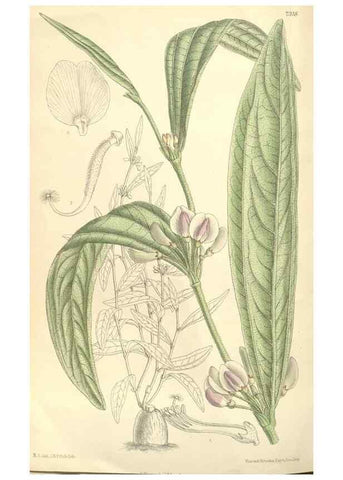Reproducción/Reproduction 35051044000: Curtis's botanical magazine.. London ; New York [etc.] :Academic Press [etc.]