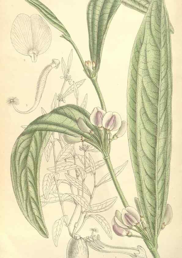 Reproducción/Reproduction 35051044000: Curtis's botanical magazine.. London ; New York [etc.] :Academic Press [etc.]