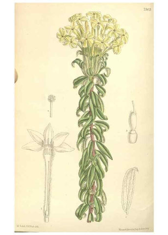 Reproducción/Reproduction 35051021370: Curtis's botanical magazine.. London ; New York [etc.] :Academic Press [etc.]