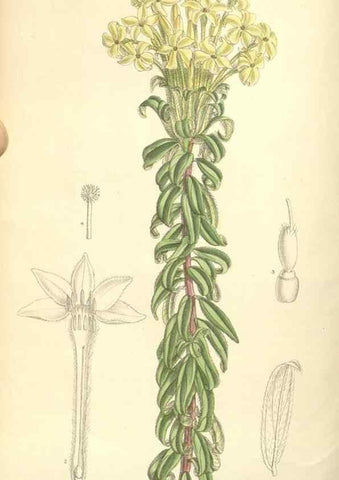 Reproducción/Reproduction 35051021370: Curtis's botanical magazine.. London ; New York [etc.] :Academic Press [etc.]