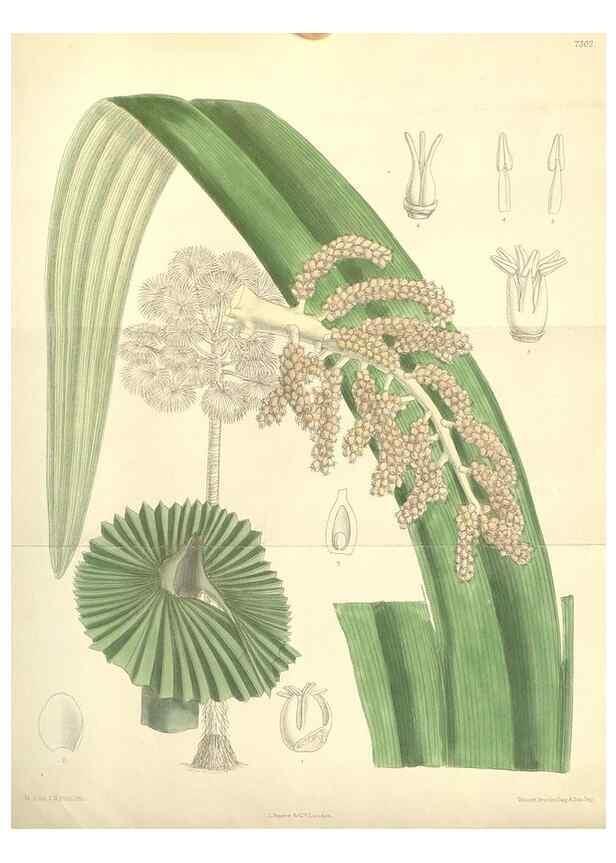 Reproducción/Reproduction 35051020200: Curtis's botanical magazine.. London ; New York [etc.] :Academic Press [etc.]