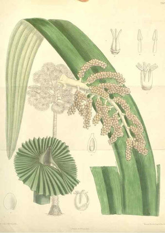 Reproducción/Reproduction 35051020200: Curtis's botanical magazine.. London ; New York [etc.] :Academic Press [etc.]