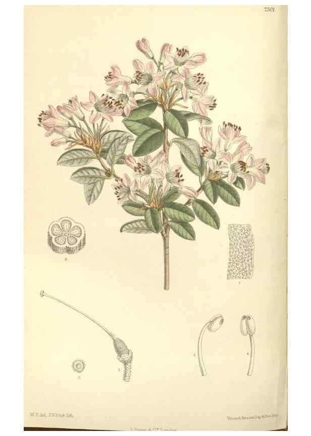 Reproducción/Reproduction 35271463292: Curtis's botanical magazine.. London ; New York [etc.] :Academic Press [etc.]