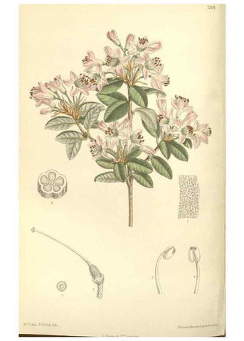Reproducción/Reproduction 35271463292: Curtis's botanical magazine.. London ; New York [etc.] :Academic Press [etc.]