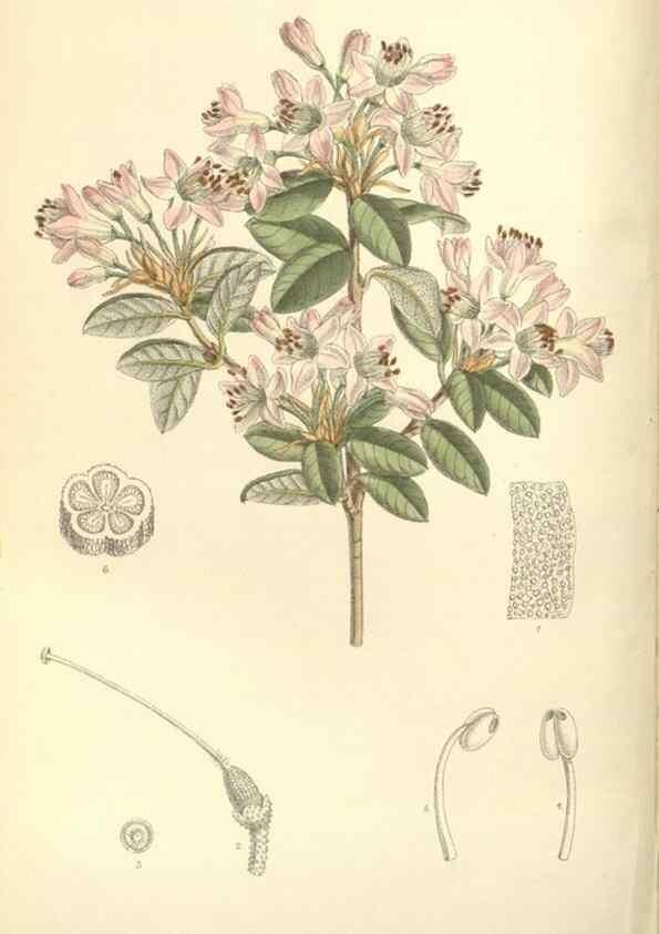 Reproducción/Reproduction 35271463292: Curtis's botanical magazine.. London ; New York [etc.] :Academic Press [etc.]