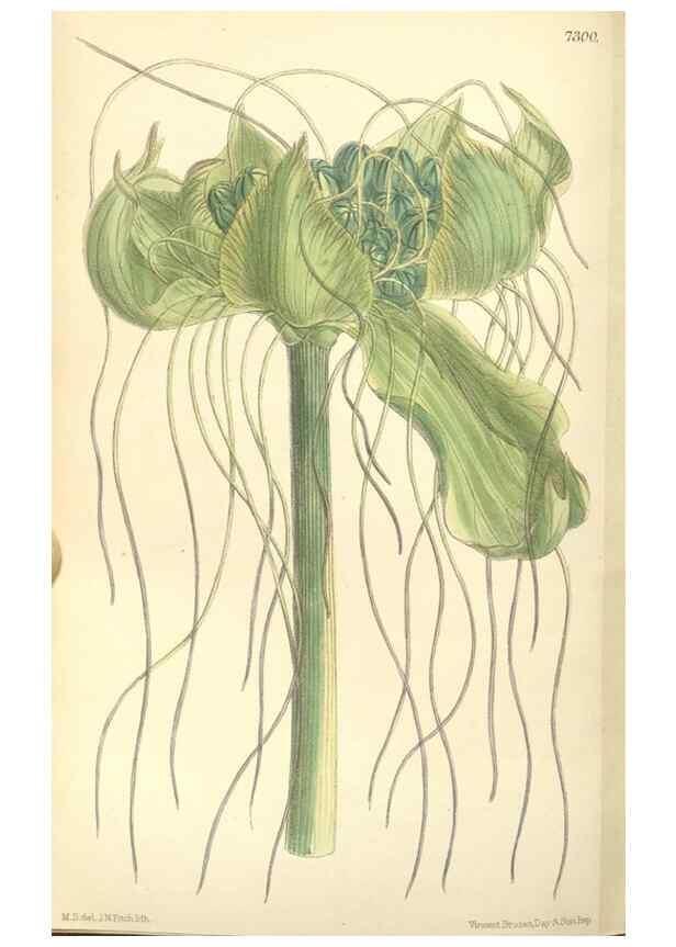 Reproducción/Reproduction 35271460842: Curtis's botanical magazine.. London ; New York [etc.] :Academic Press [etc.]