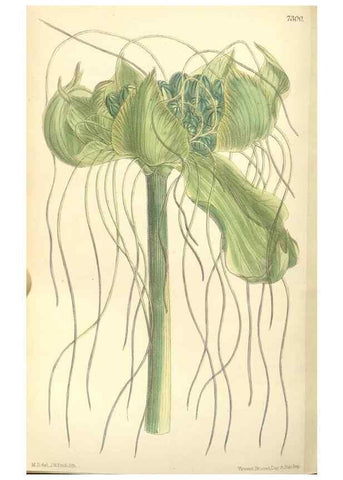 Reproducción/Reproduction 35271460842: Curtis's botanical magazine.. London ; New York [etc.] :Academic Press [etc.]