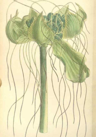 Reproducción/Reproduction 35271460842: Curtis's botanical magazine.. London ; New York [etc.] :Academic Press [etc.]
