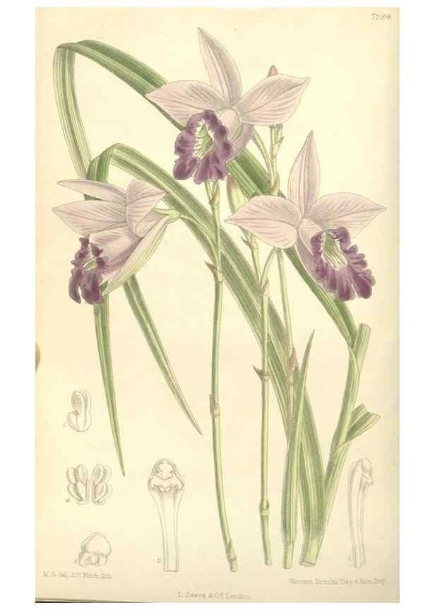Reproducción/Reproduction 34596213574: Curtis's botanical magazine.. London ; New York [etc.] :Academic Press [etc.]